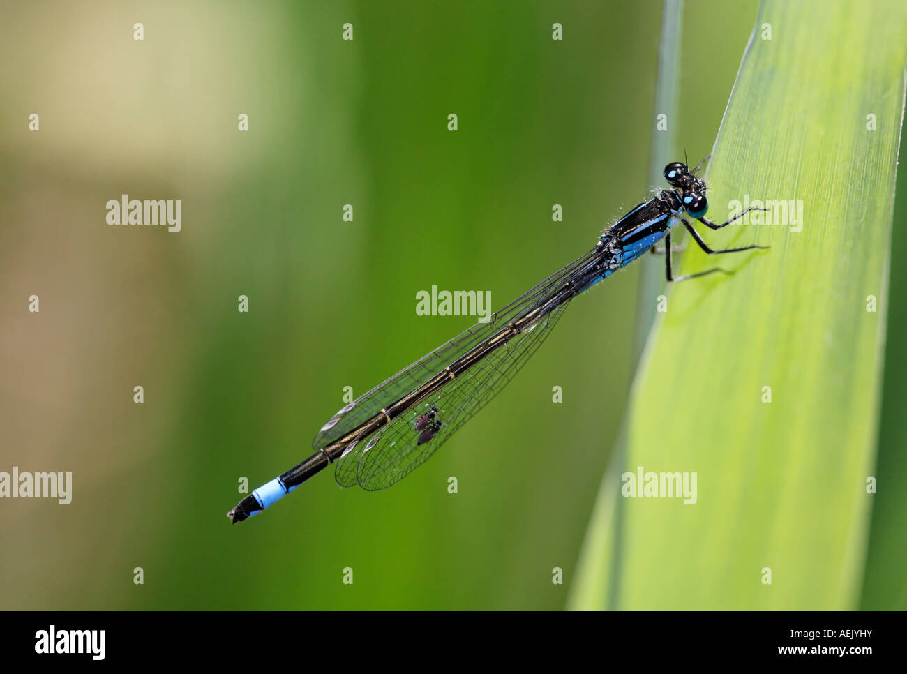 Blu-tailed Damselfly, Ischnura elegans, parassiti sulle ali Foto Stock