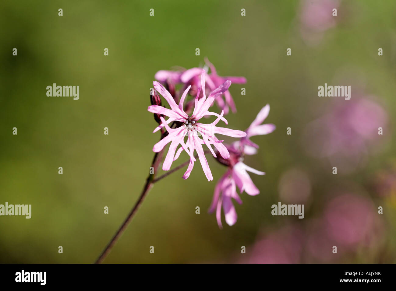 Il cuculo fiore, Lychnis flos-cuculi Foto Stock