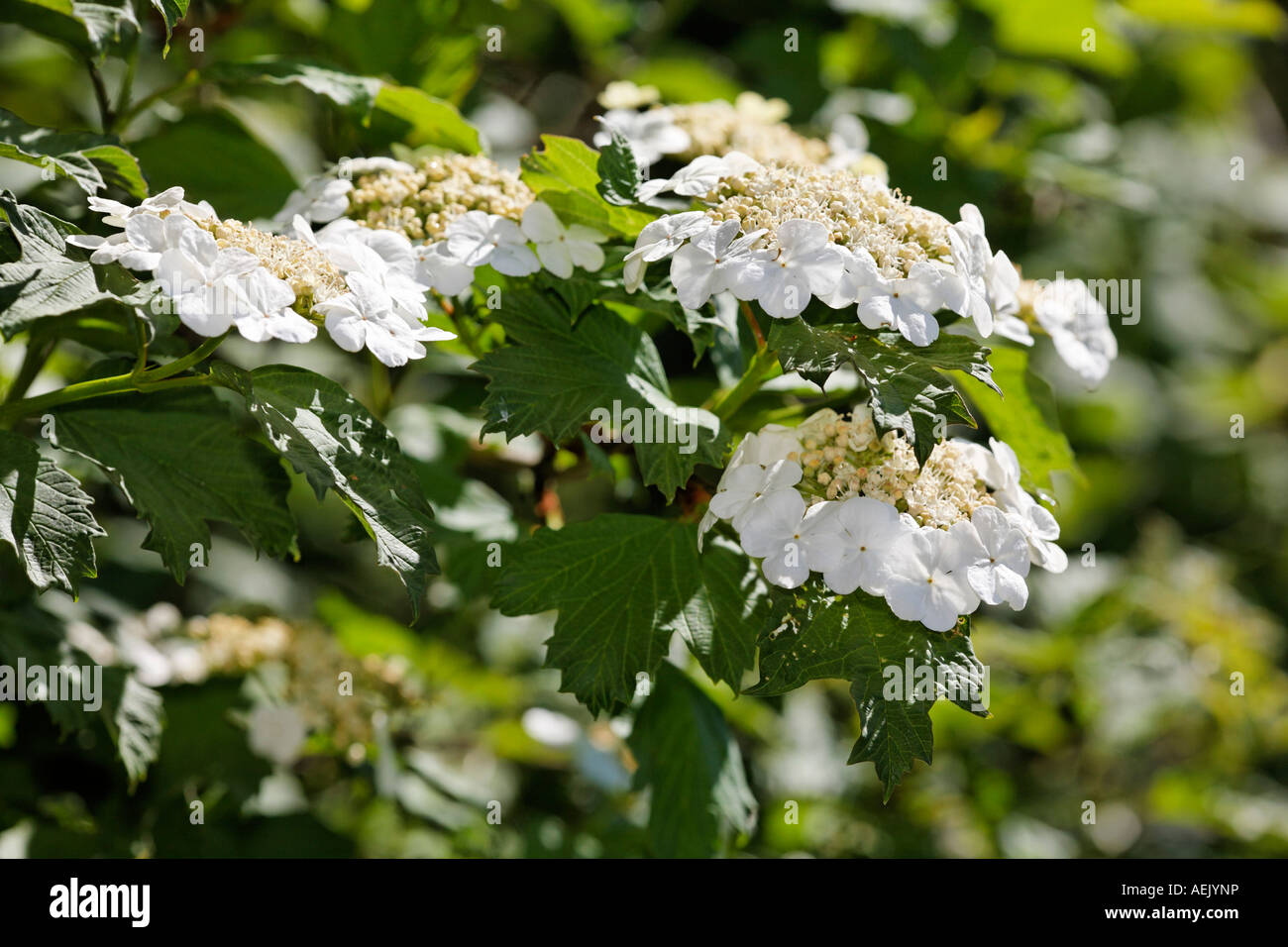 Viburno-rose, Viburnum opulus, Germania Foto Stock