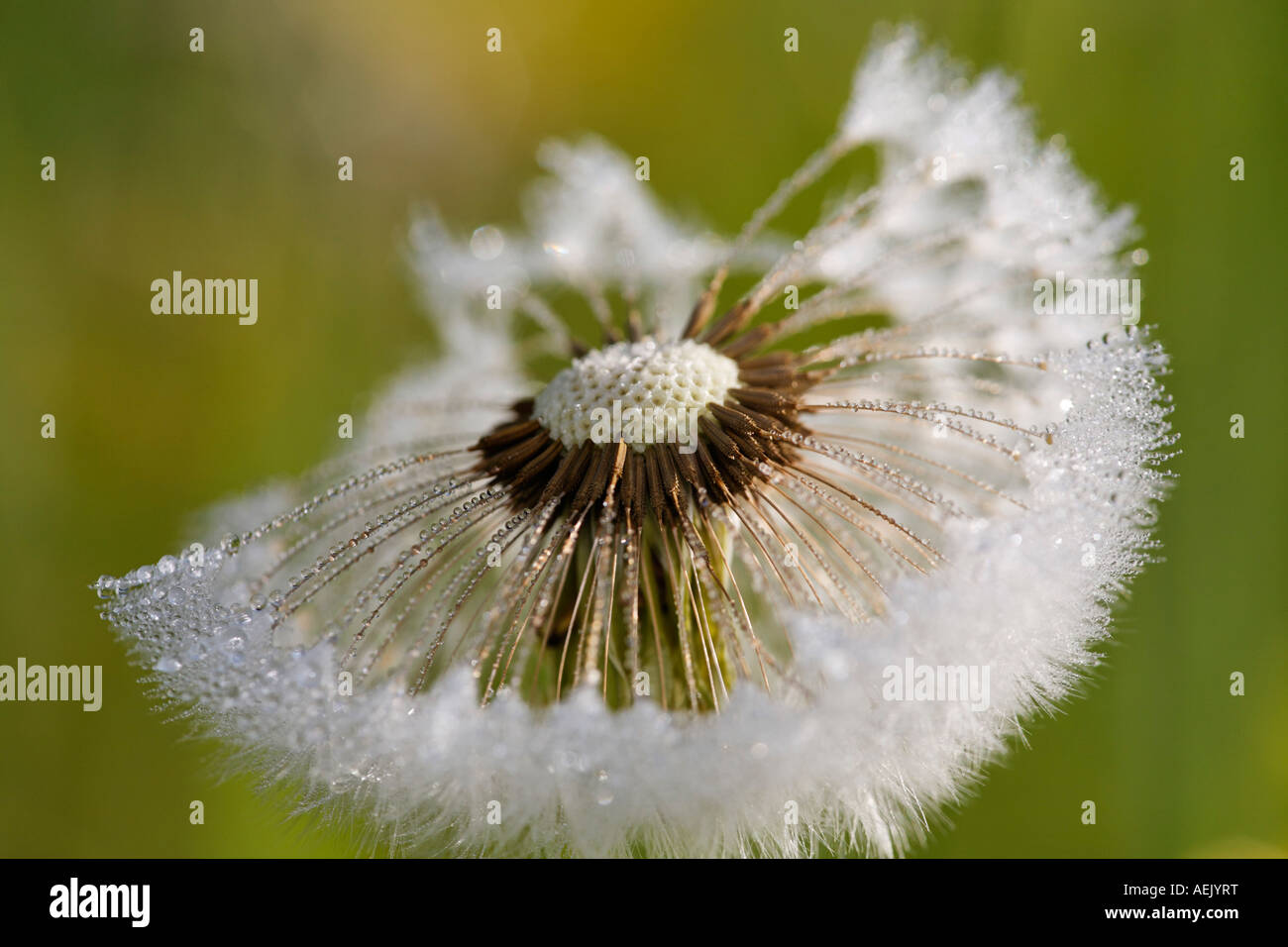 Orologio Seedhead tarassaco, Taraxacum officinale Foto Stock