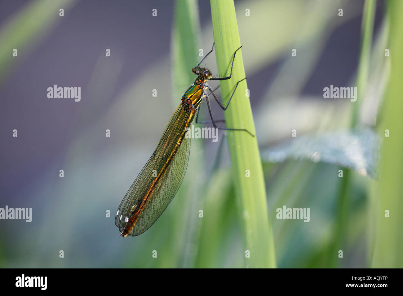 Nastrare blackwing, agrion nastrati, nastrati demoiselle, femmina, Calopteryx splendens Foto Stock