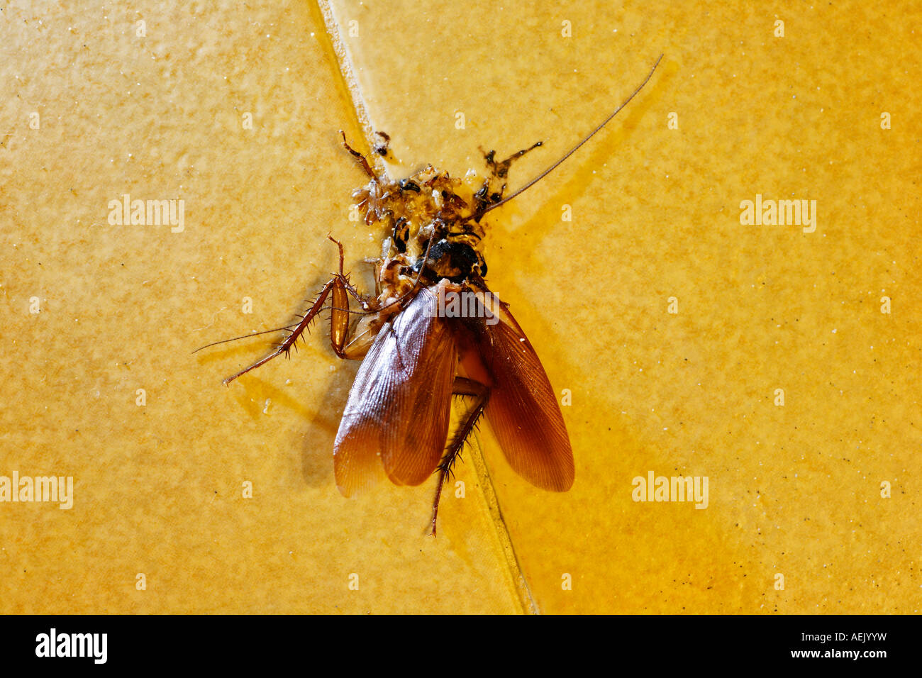 Calpestate American scarafaggio (Periplaneta americana) Foto Stock