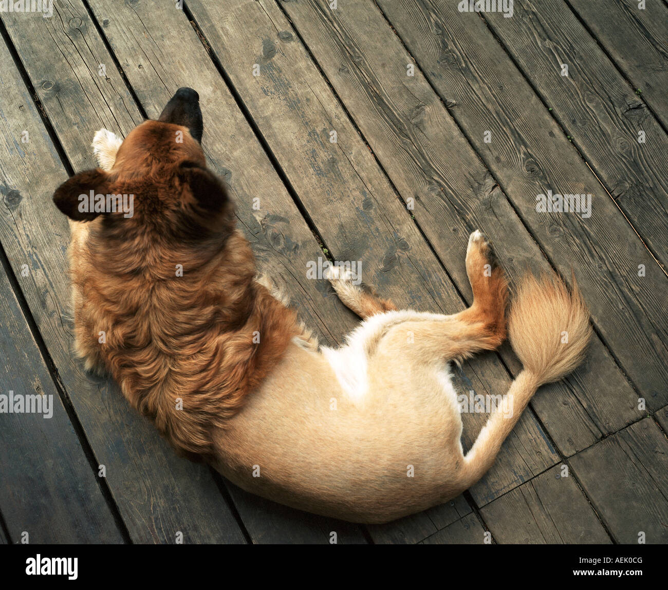 Sheepdog mongrel troncare come un leone Foto Stock