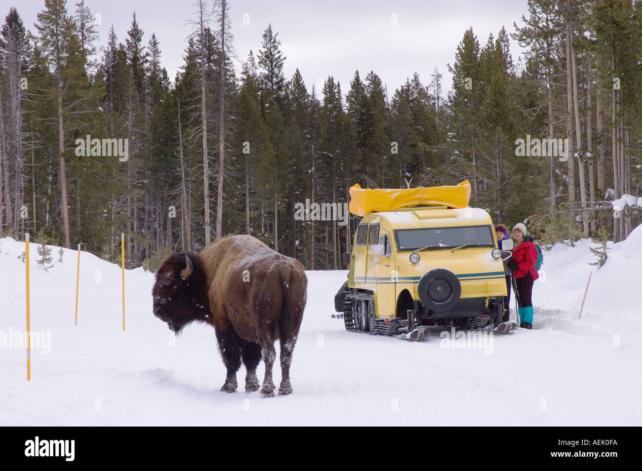 I visitatori invernali e Bombardier snow pullman con Bison sulla strada il Parco Nazionale di Yellowstone Wyoming USA Foto Stock