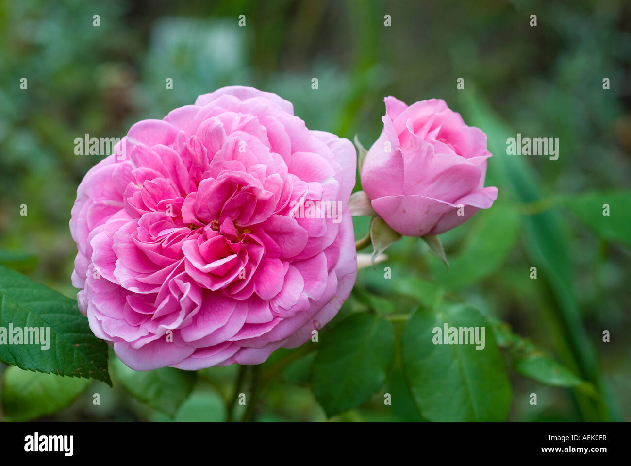 Maria Rosa, rosa inglese di David C. H. Austin Foto Stock
