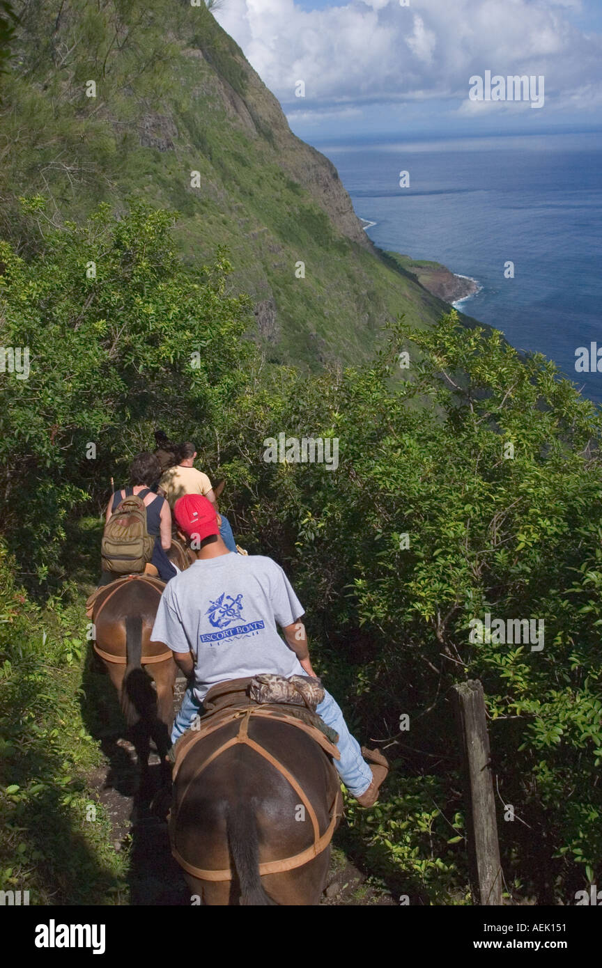 Molokai Mule Ride tour di Kalaupapa National Historic Park Molokai Hawaii Foto Stock