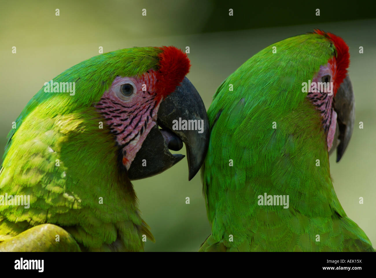 Grande Macaws verde (Ara ambiguus) Foto Stock