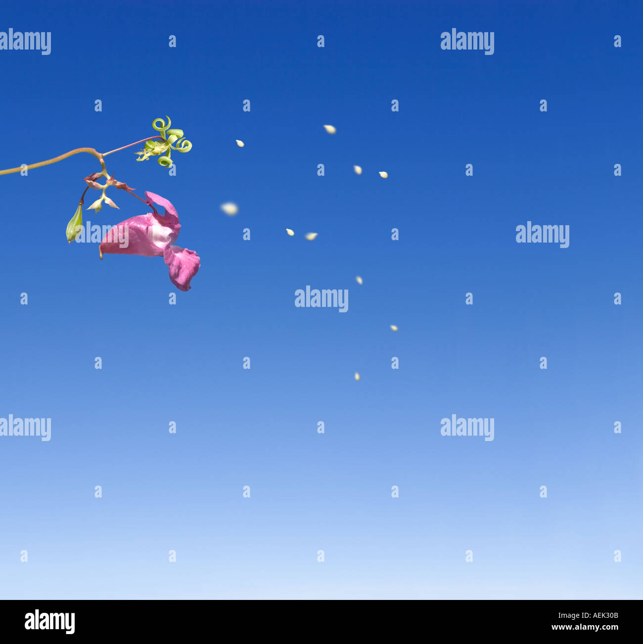 L'Himalayan Balsamina Impatiens glandulifera diffondendo il suo seme Foto Stock