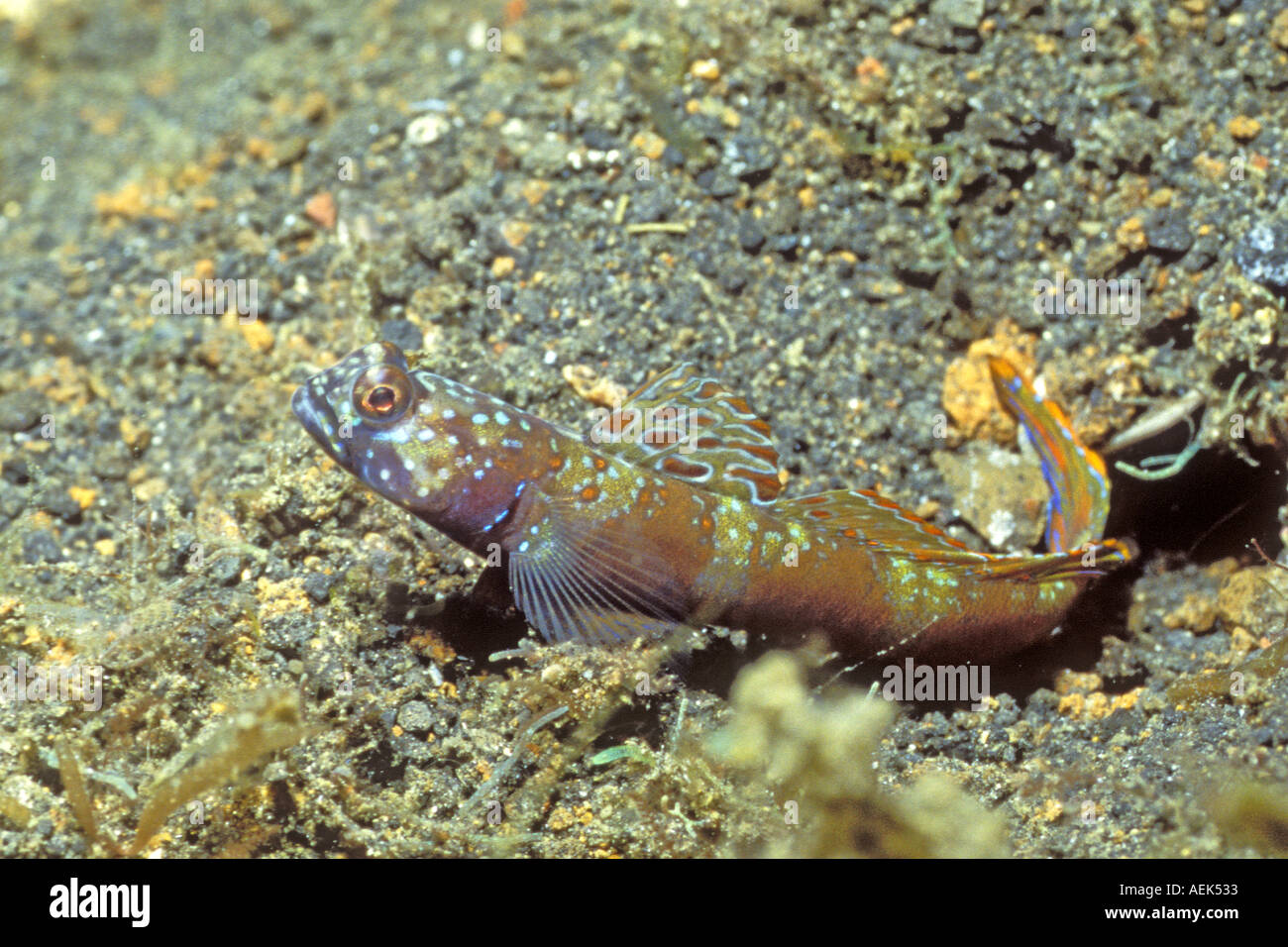 Ampia sbarrate Shrimpgoby Amblyeleotris latisfasciata stretto di Lembeh Indonesia Foto Stock