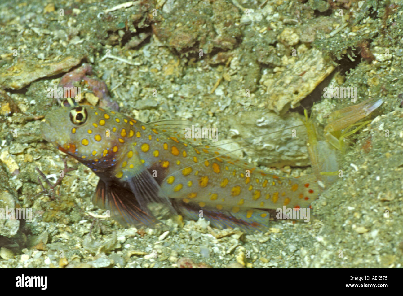 Avvistato Shrimpgoby condivide foro con gamberi Alpheid Amblyeleotris ugttata Isole Salomone Foto Stock