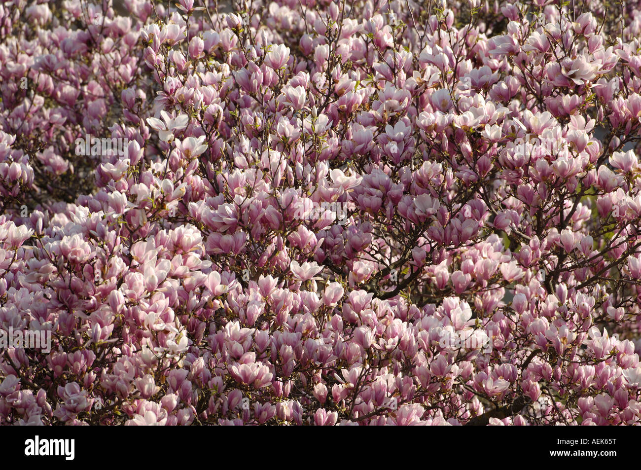 Tulip-magnolia Magnolia soulangeana x) Amabilis Foto Stock