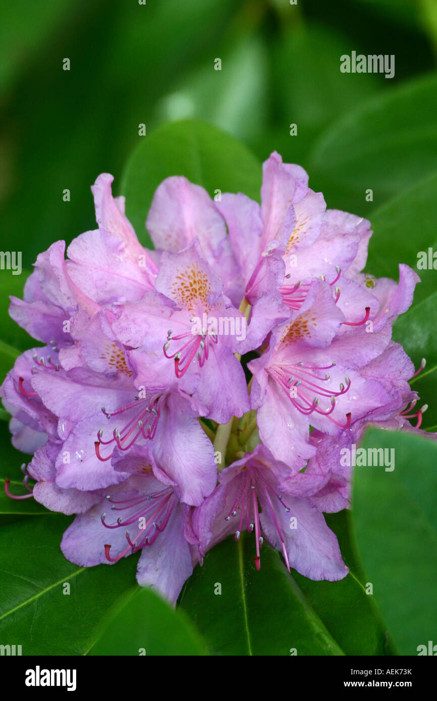 Rododendro - Rhododendron Foto Stock
