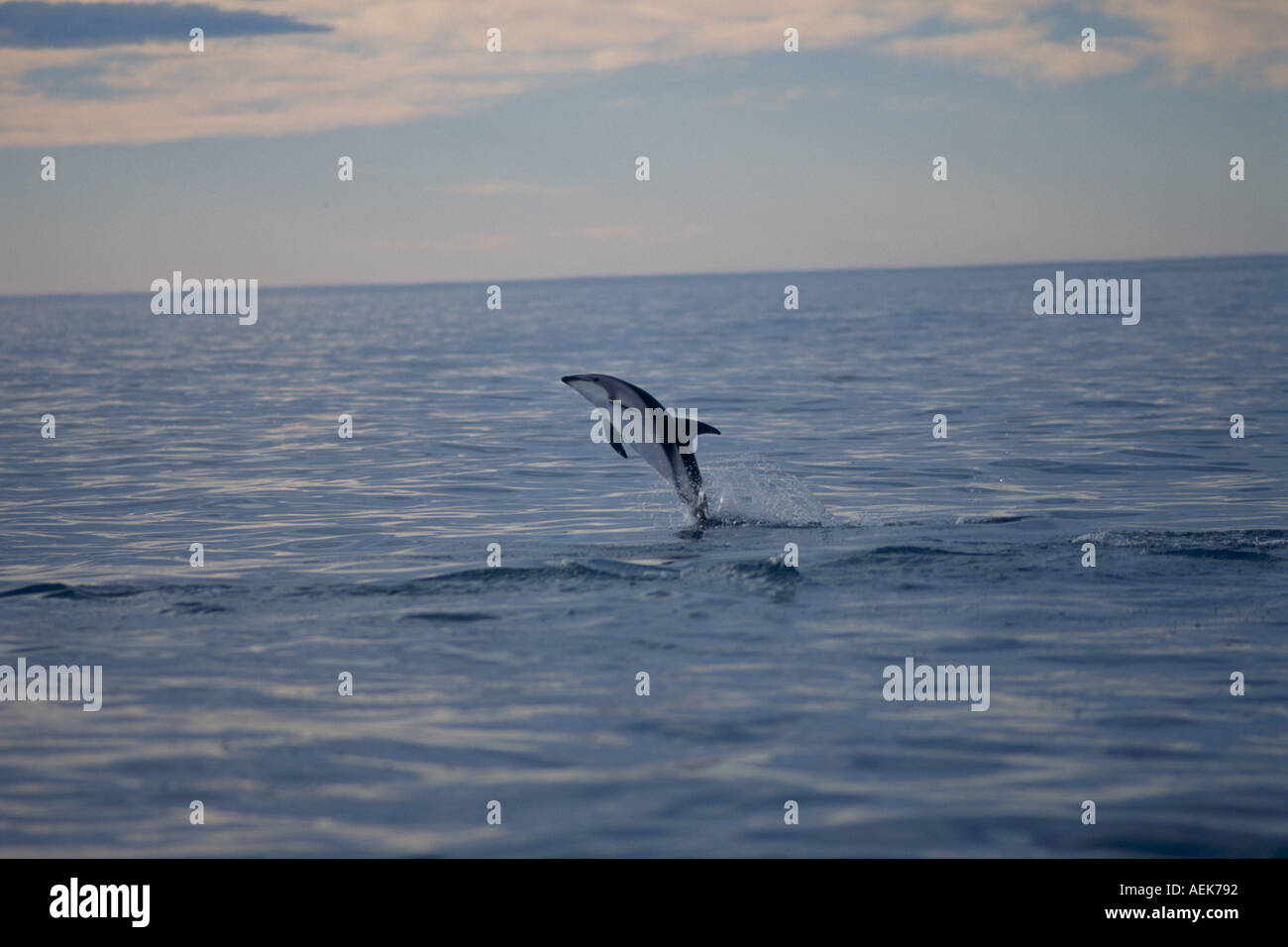 Delfino dusky NUOVA ZELANDA SUD PACIFICO Foto Stock