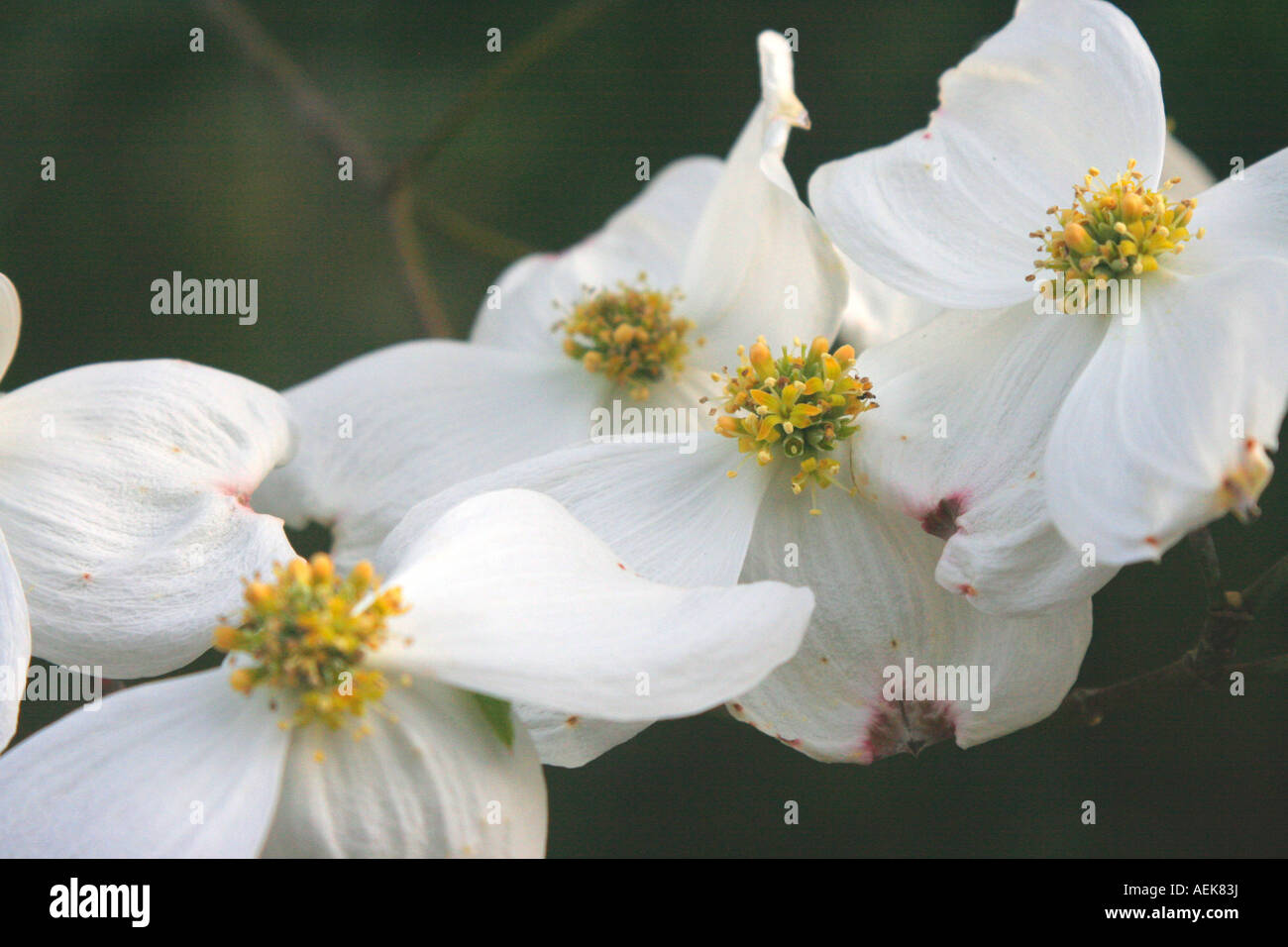 Sanguinello fiorisce in Carolina del Sud Foto Stock