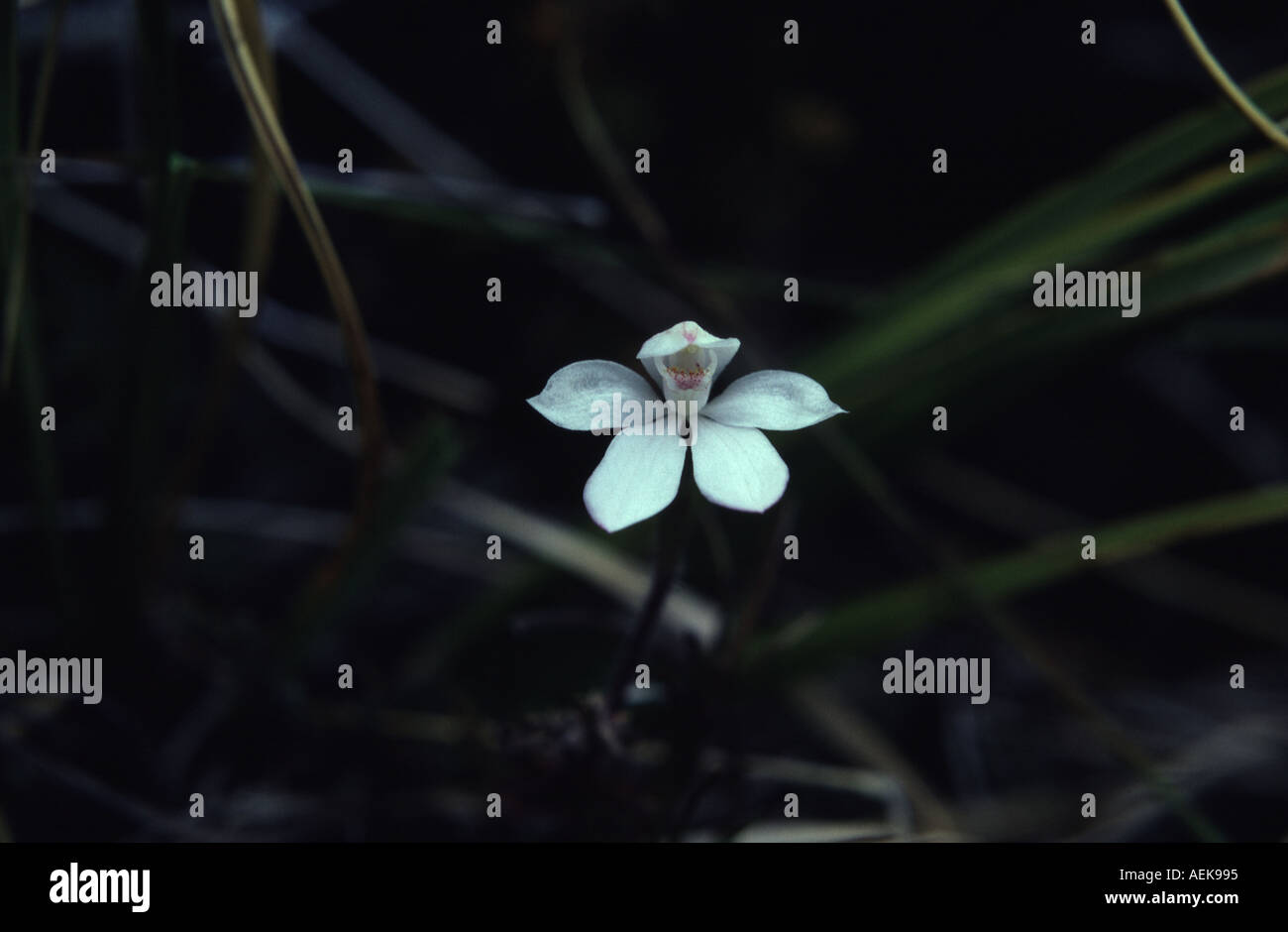 Orchid Harris bacino Valle Routeburn Mount aspiranti Parco Nazionale dell'Isola del Sud della Nuova Zelanda Foto Stock