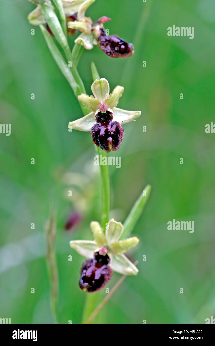 Spinnen Ragwurz Ophrys sphegodes Foto Stock