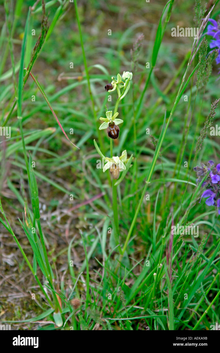 Spinnen Ragwurz Ophrys sphegodes Foto Stock