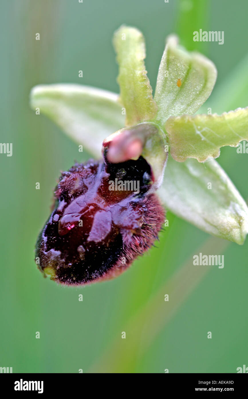 Spinnen Ragwurz Ophrys sphegodes Foto Stock