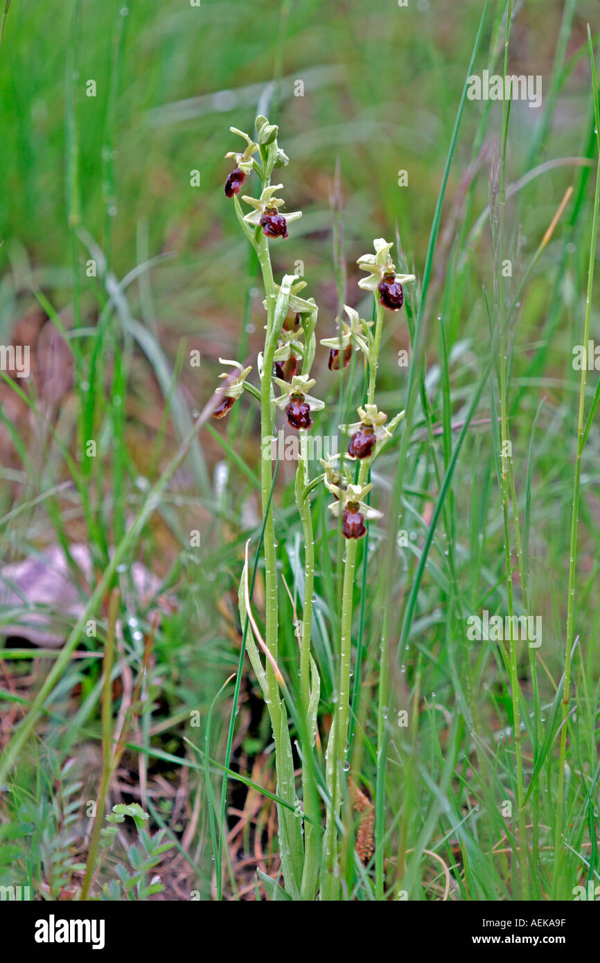 Spinnen Ragwurz Ophrys sphegodes Foto Stock