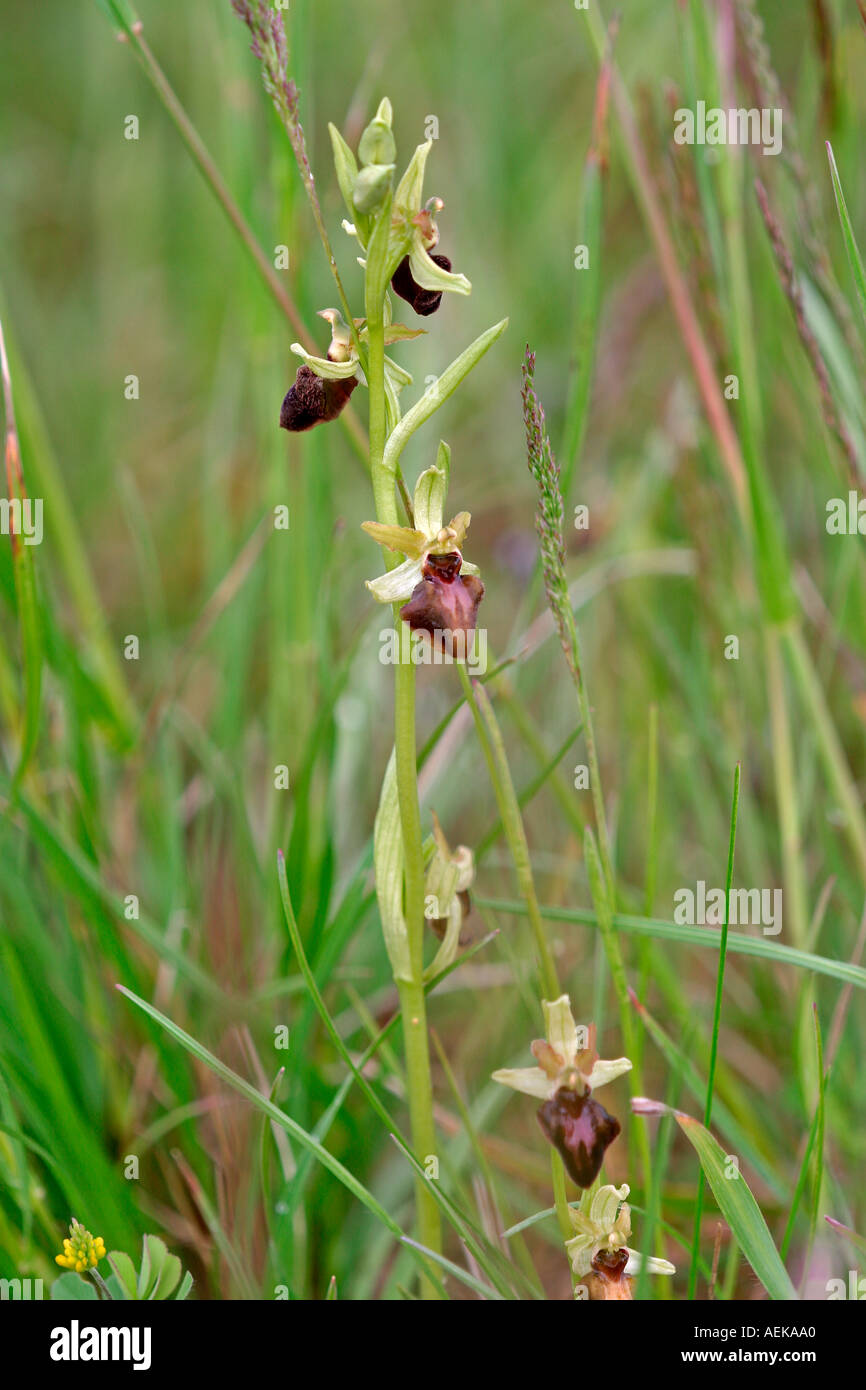 Spinnen Ragwurz Ophrys sphegodes Foto Stock