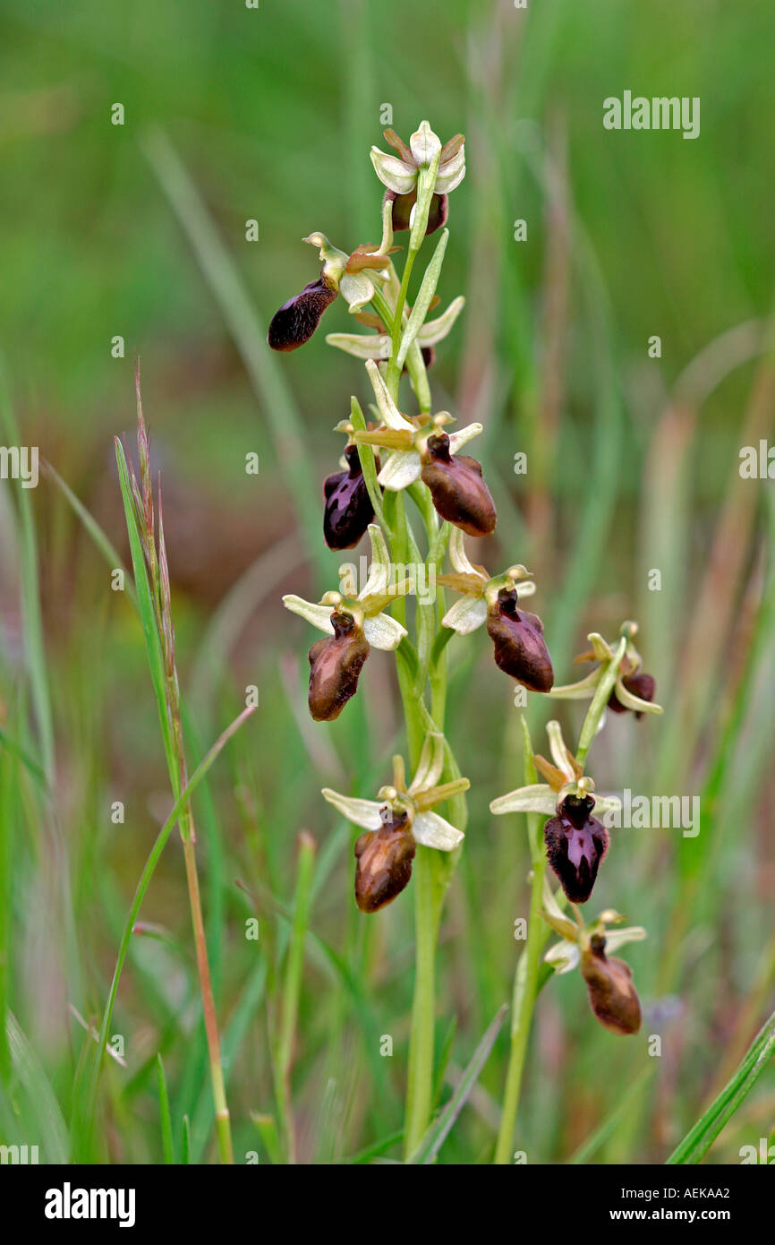 Spinnen Ragwurz Ophrys sphegodes Foto Stock