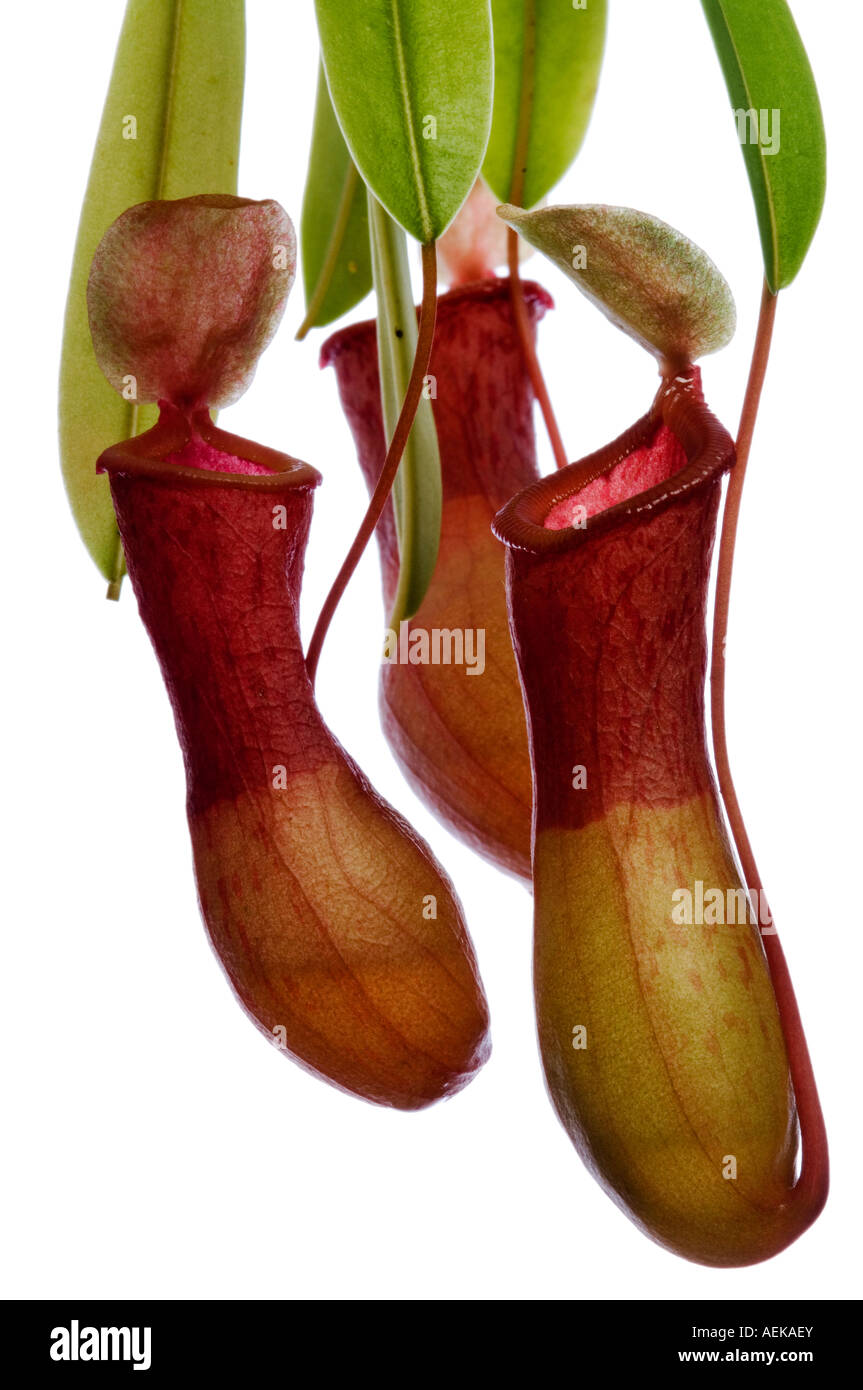 Studio foto di una Nepenthes alata Foto Stock