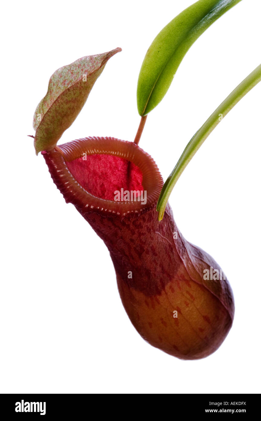 Studio foto di una Nepenthes alata Foto Stock