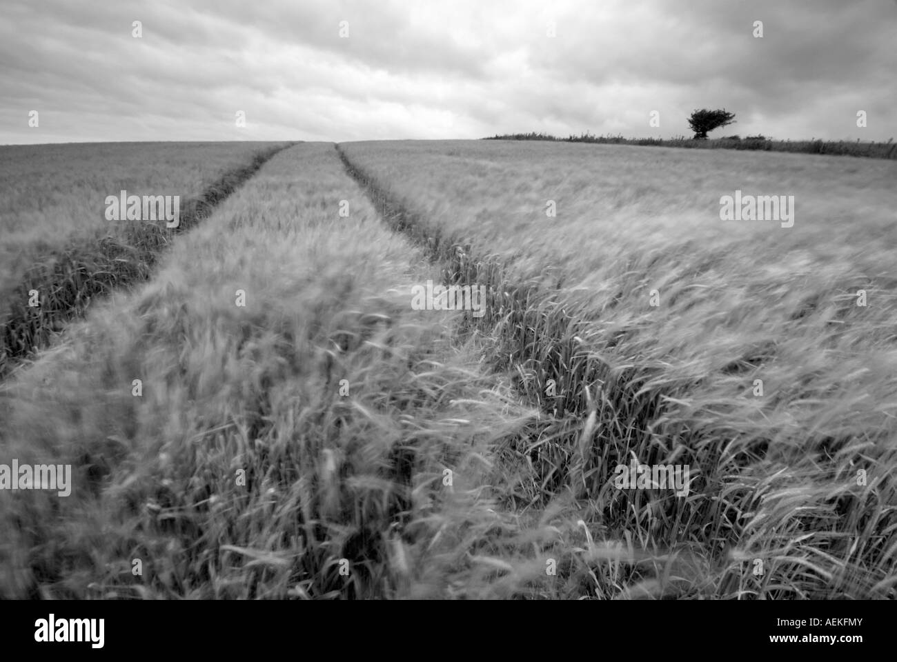 Campo di grano in Sussex Foto Stock