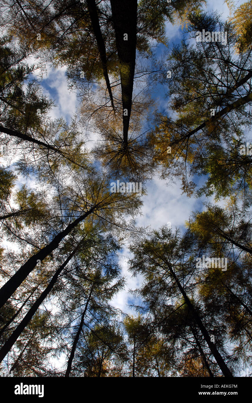Alberi di pino in Mortimer foresta, Ludlow Shropshire England Regno Unito Foto Stock