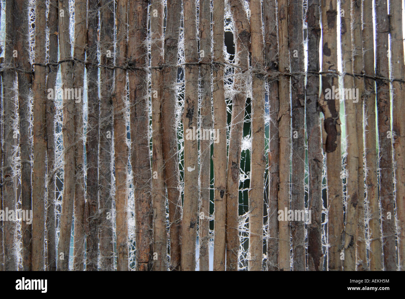 Close-up di Recinto di bambù con tela di ragno. Foto Stock