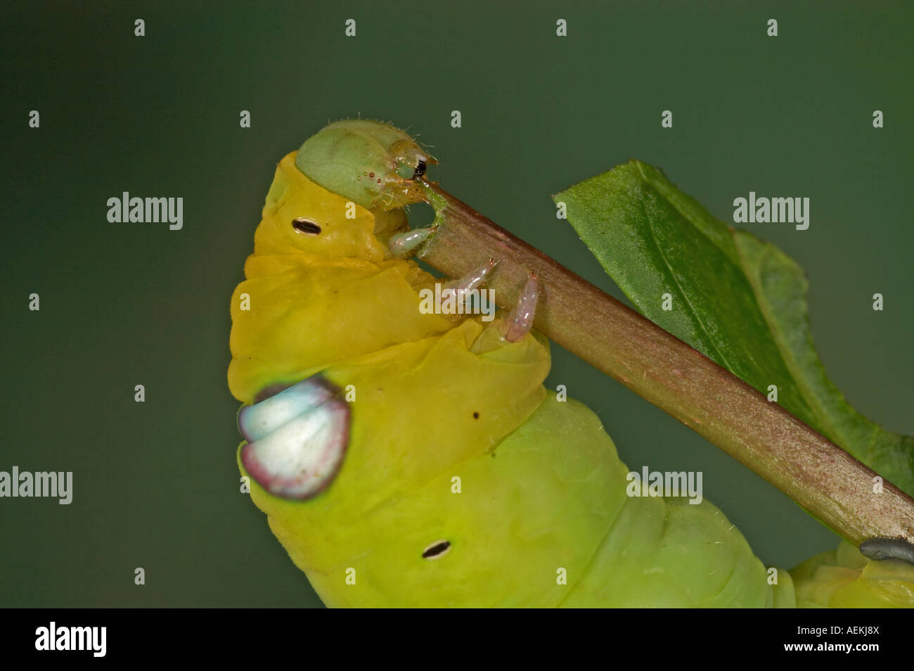 Oleandro Hawk Moth larva - Daphnis nerii Foto Stock