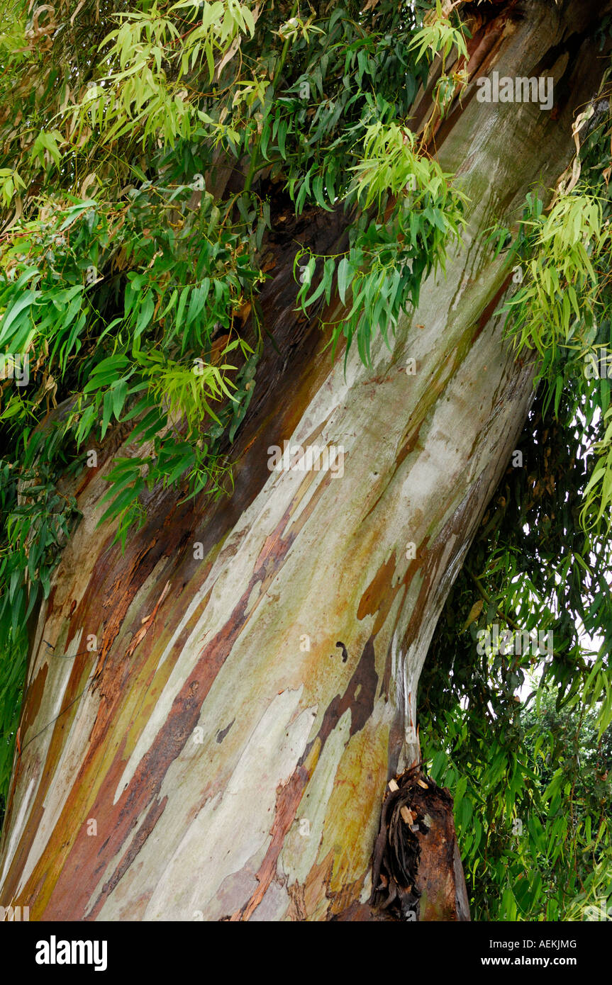 Eucalipto corteccia Foto Stock