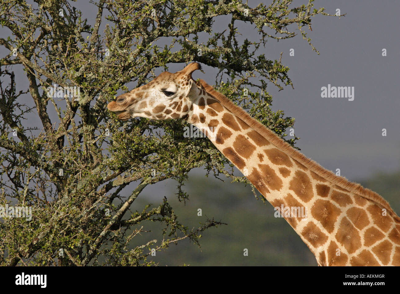 Rothschild s Giraffe Foto Stock