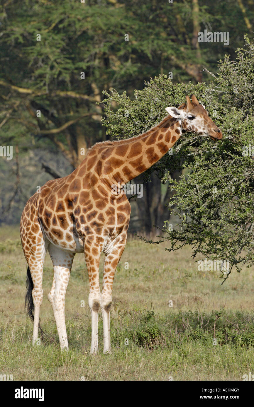 Rothschild s Giraffe Foto Stock