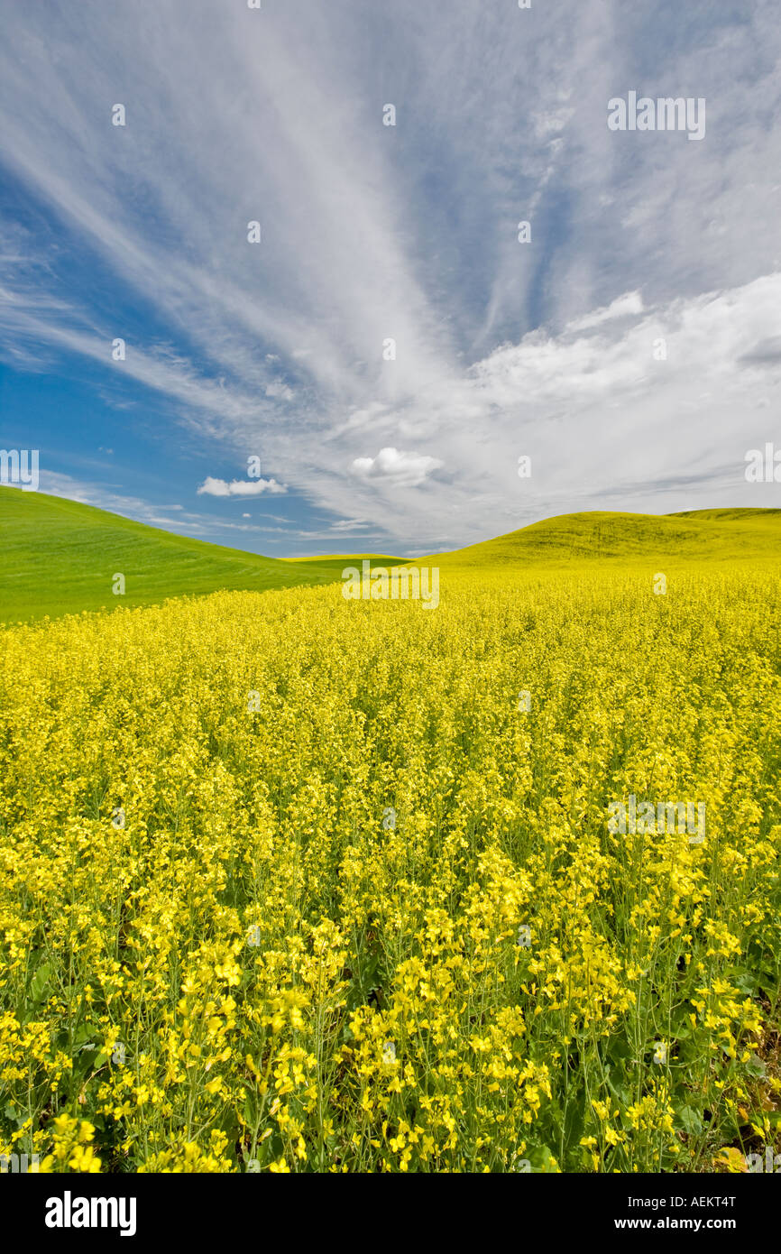 La Canola giallo e campo di grano in primavera il Palouse Washington Foto Stock