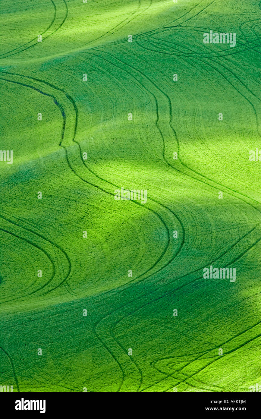 Pezzata sole sul campo di grano con i cingoli del trattore della Palouse Washington Foto Stock