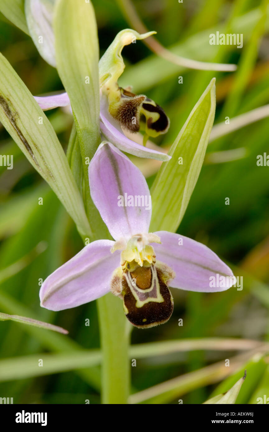 Bee orchid in crescita su terreno non lavorato lungo la costa del Dorset Foto Stock