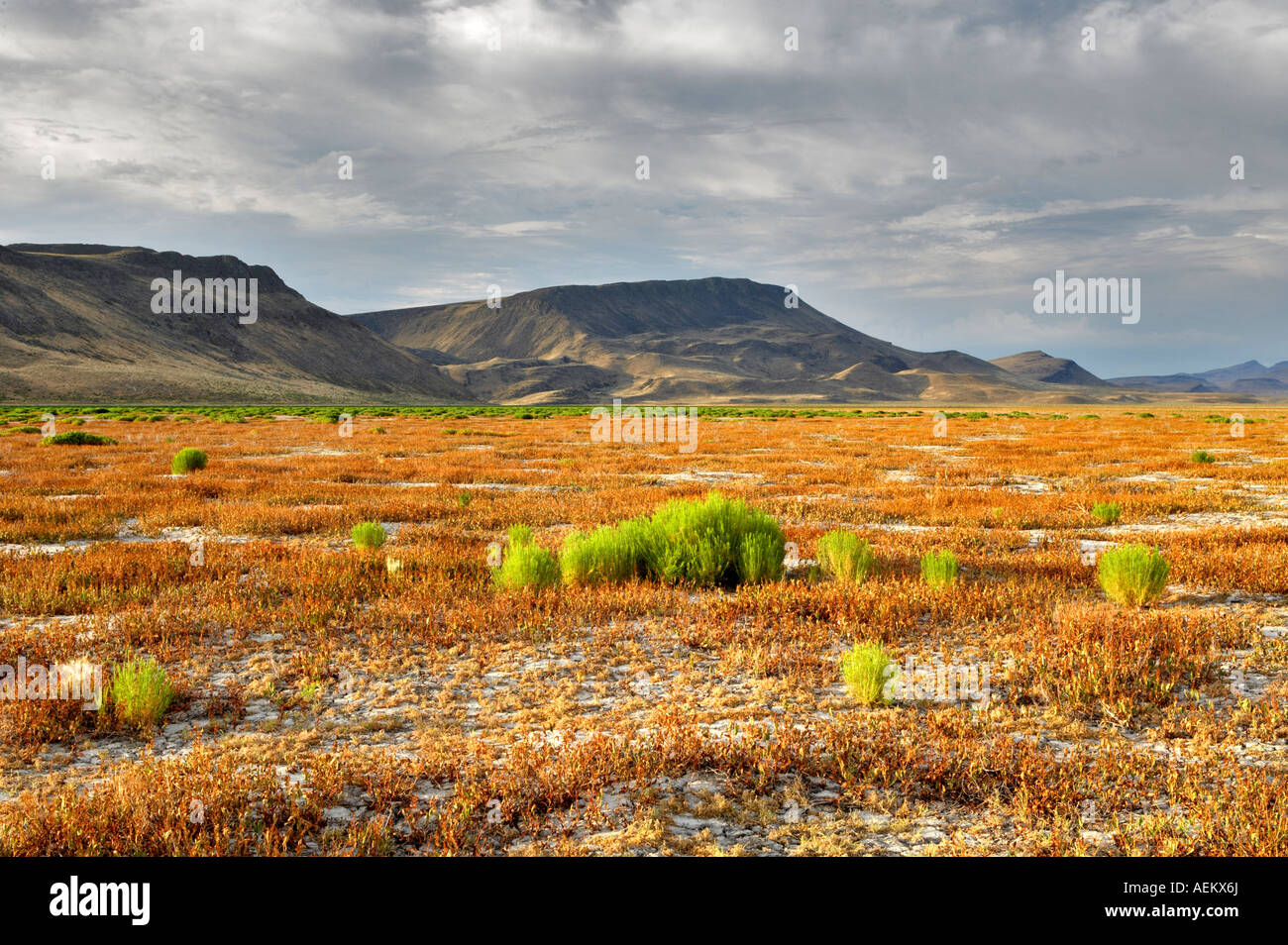 Prato di fango serbatoio senza acqua Black Rock Desert National Conservation Area Nevada Foto Stock
