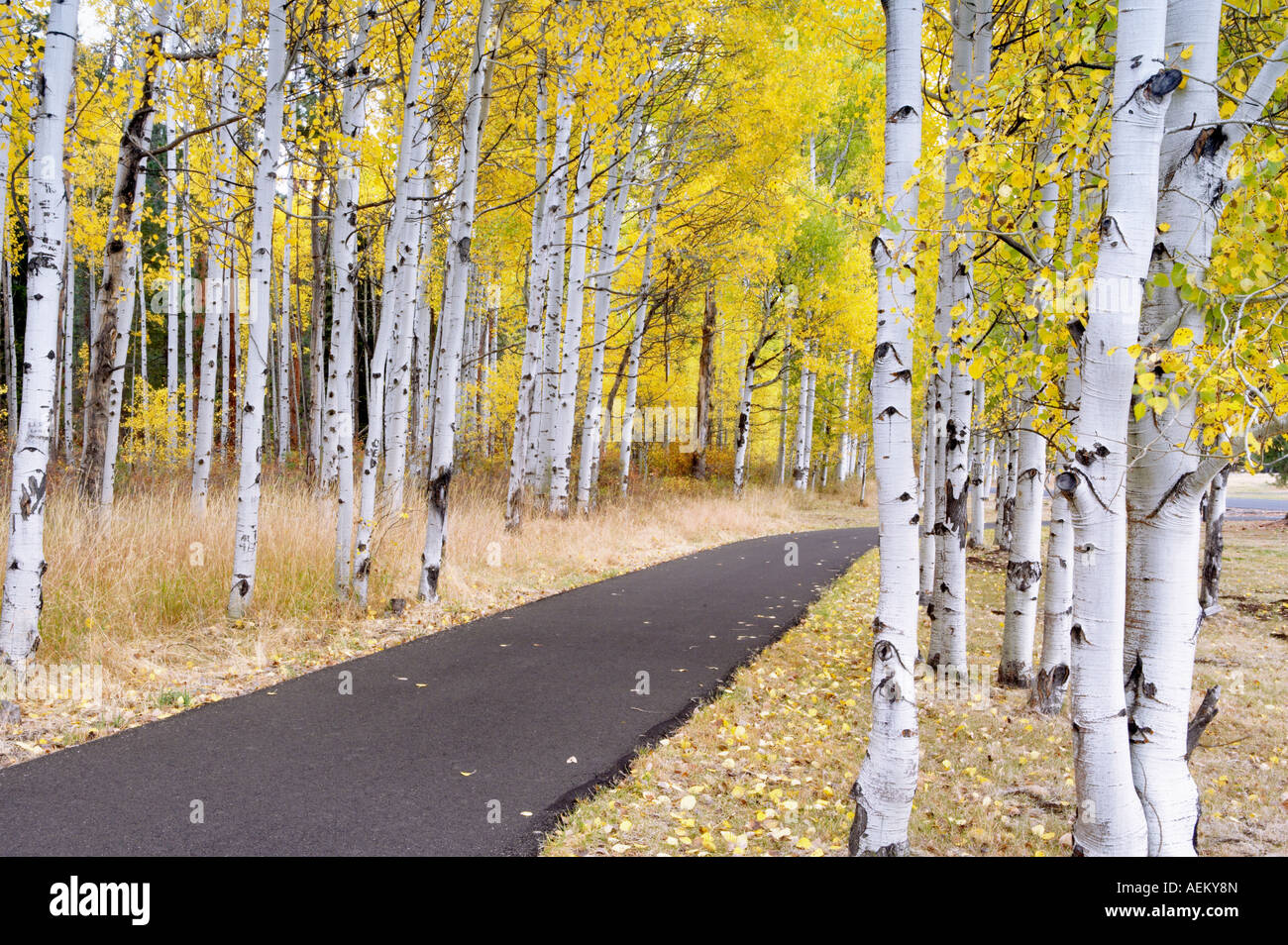 Percorso e caduta aspens colorata al Black Butte Ranch Oregon Foto Stock