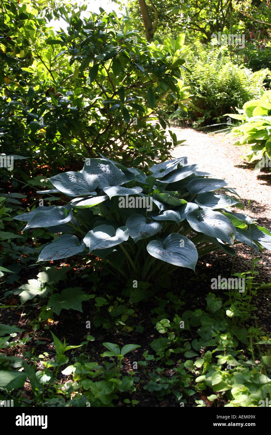 Hosta hadspen blu. piantaggine lily Foto Stock