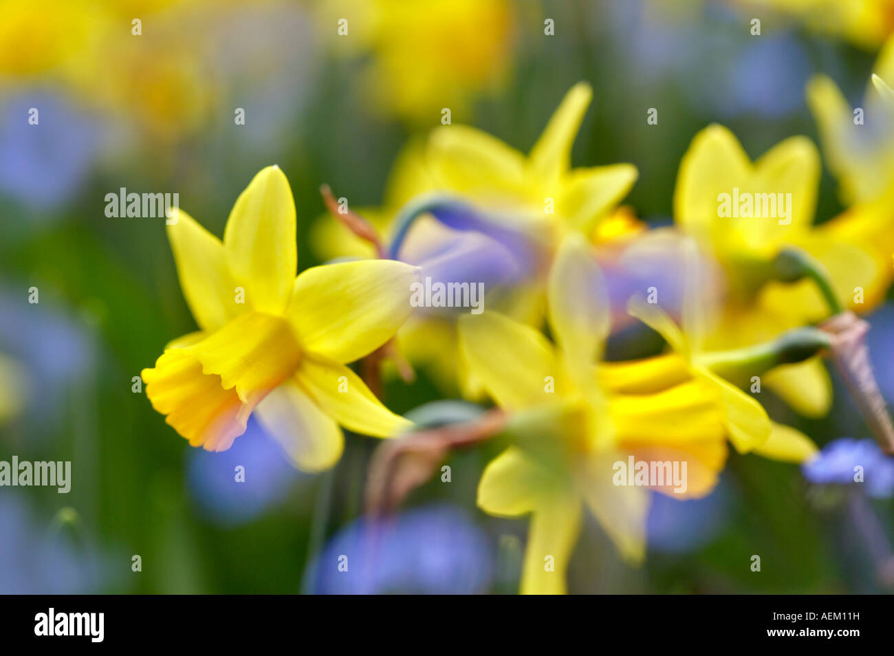 Popcorn Dafoldils Doublefile pallon di maggio i Vescovi Vicino Giardini Portland Oregon Foto Stock