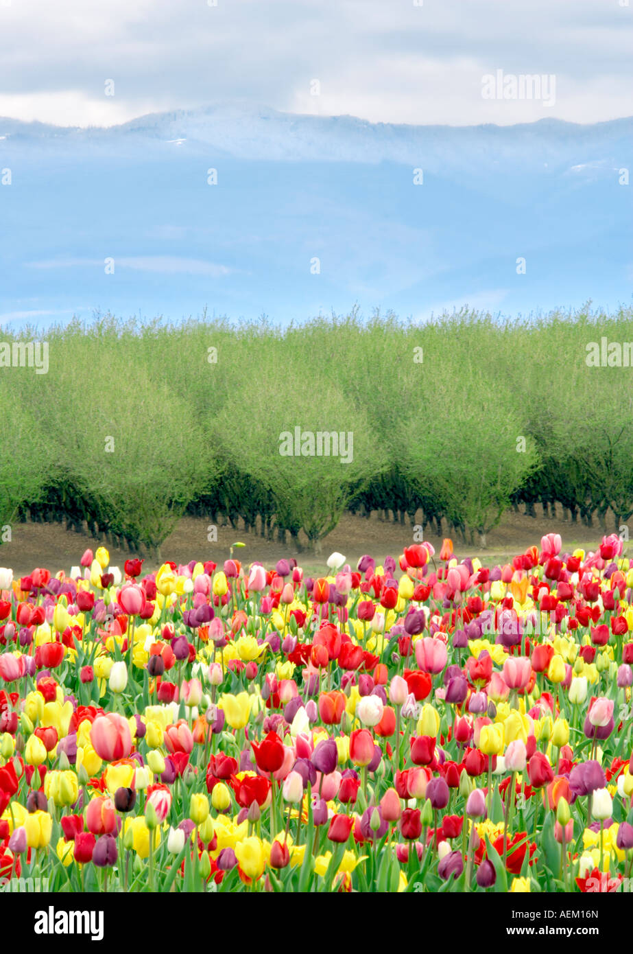 Tulipani misti e del frutteto in primavera Woodburn Oregon Foto Stock