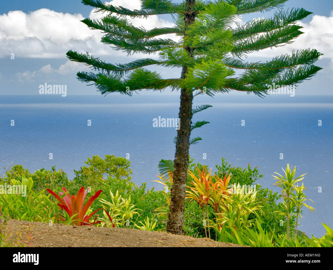 Isola Norfolk pino e oceano dal giardino di Eden Giardini Botanici Maui Hawaii Foto Stock