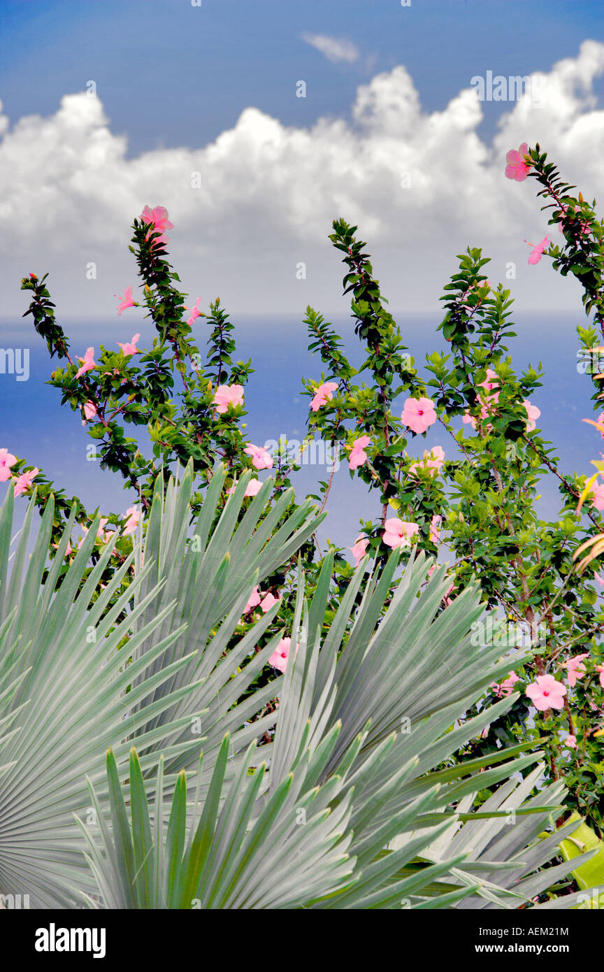 Hybiscus e Palm tree con ocean Giardino dell Eden Giardini Botanici Maui Hawaii Foto Stock