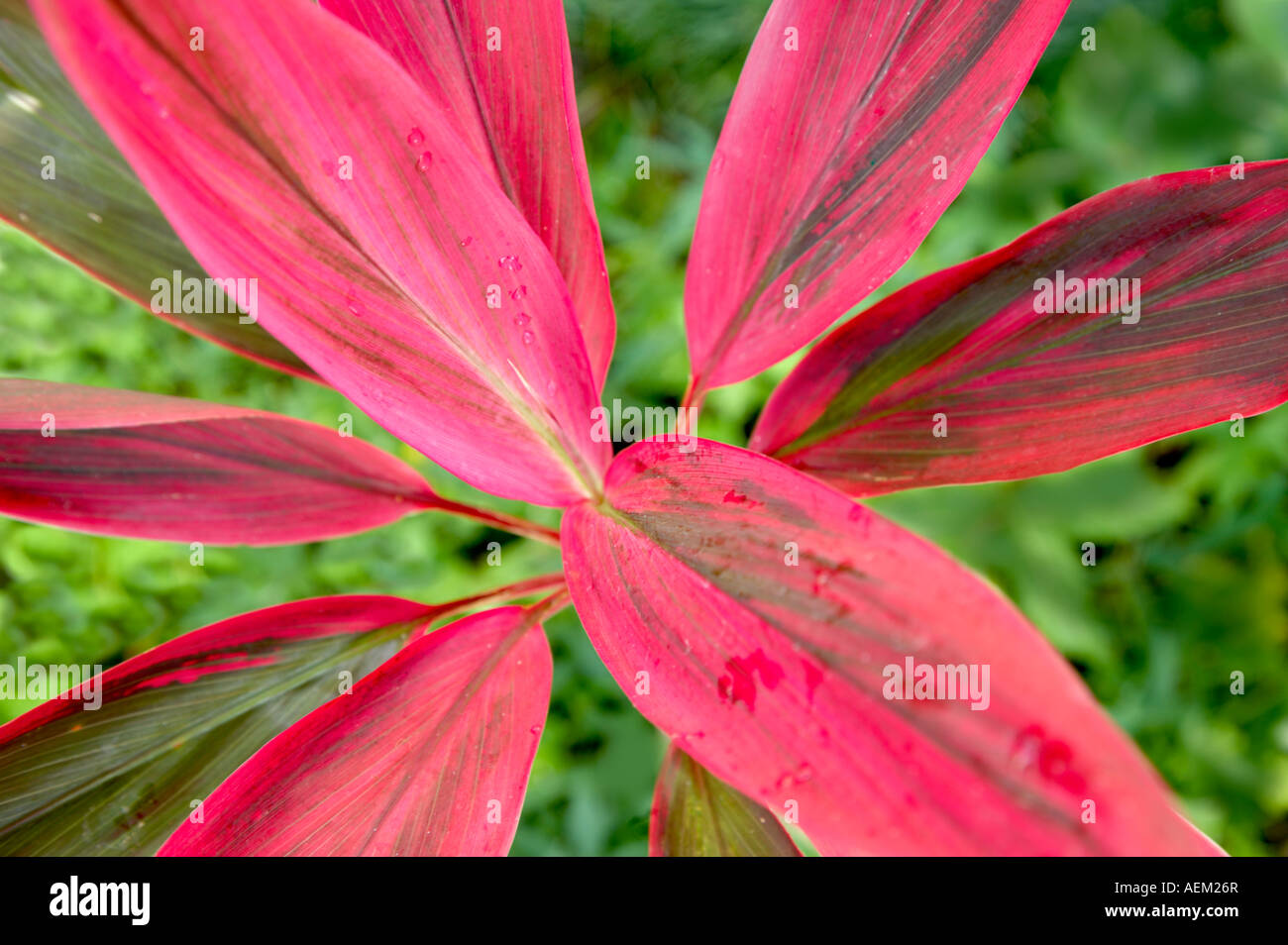 Rosso di piante tropicali Hawaii Maui Foto Stock