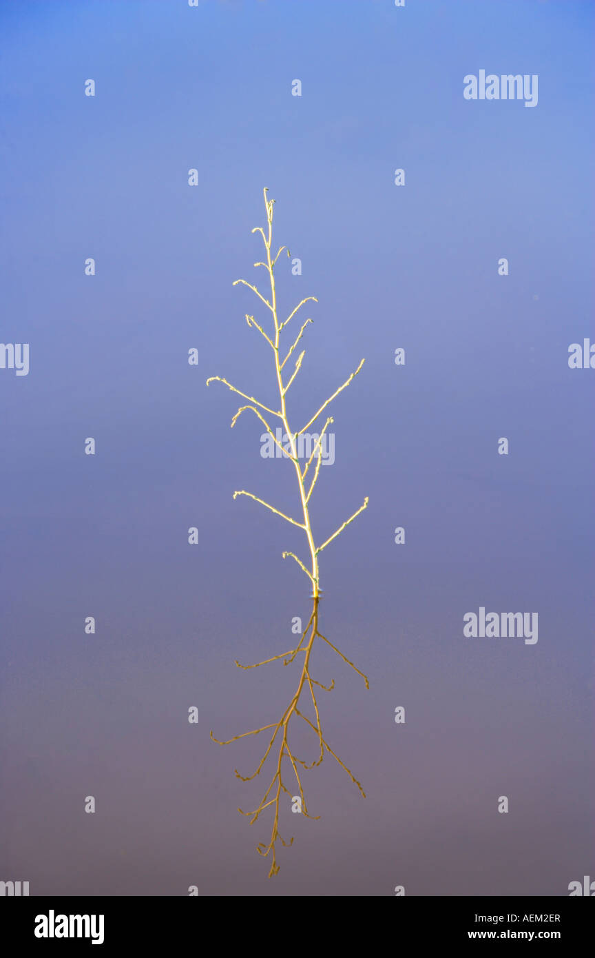 Gli stocchi pianta riflette in stagno Black Rock Desert National Conservation Area Nevada Foto Stock