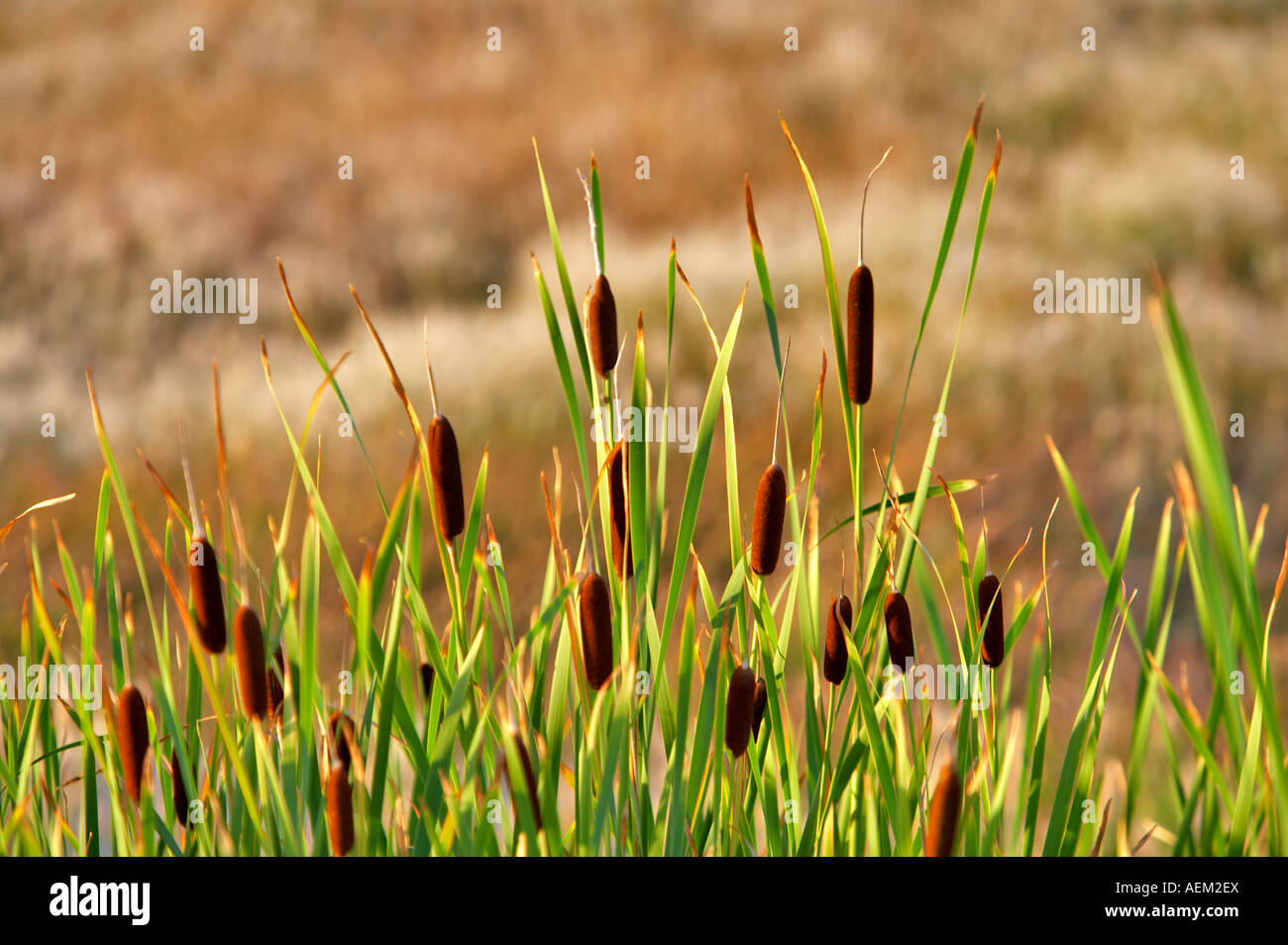 Cattails in stagno Black Rock Desert National Conservation Area Nevada. impianto idrico Foto Stock