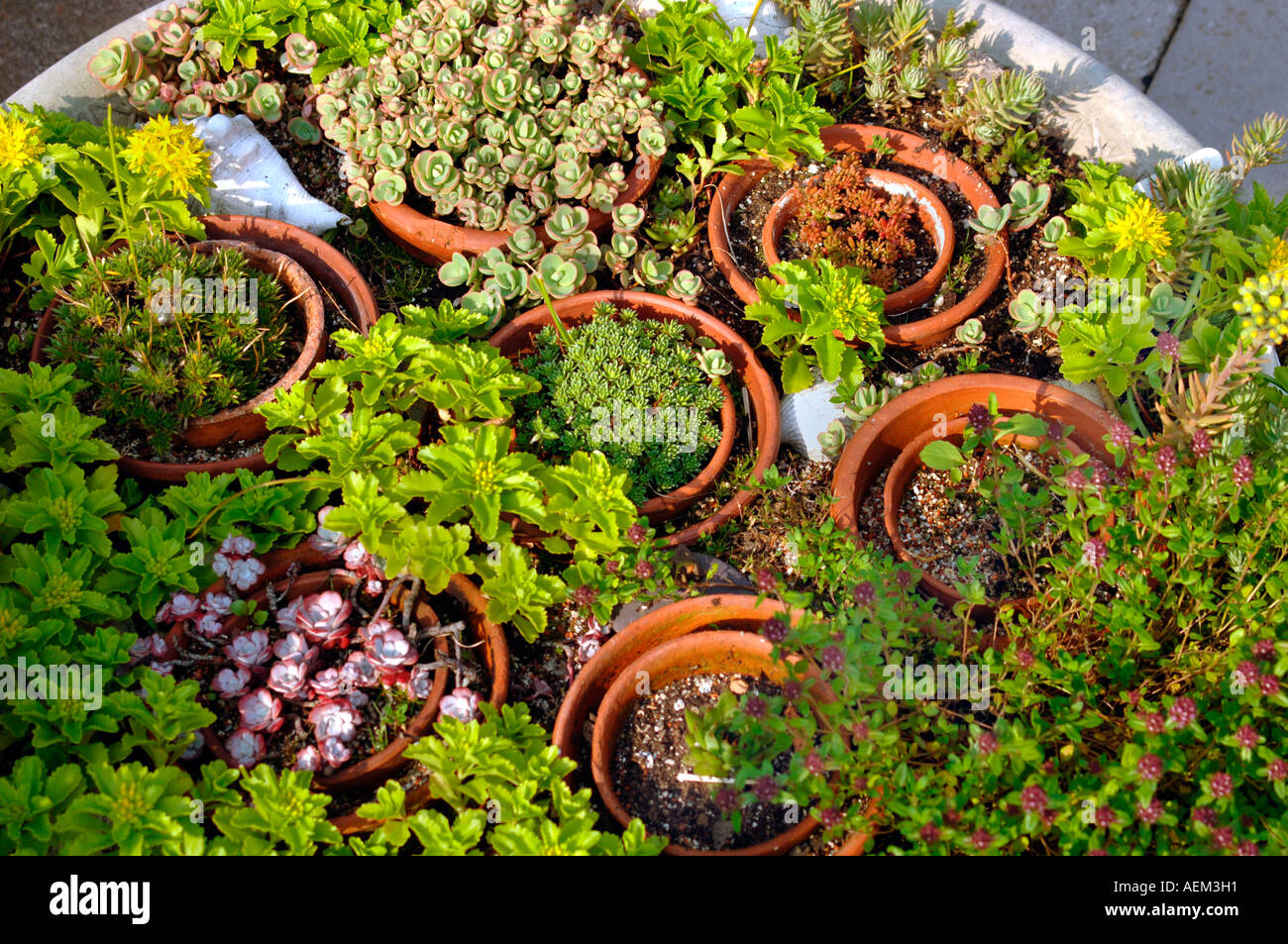 Giardino alpino Foto Stock