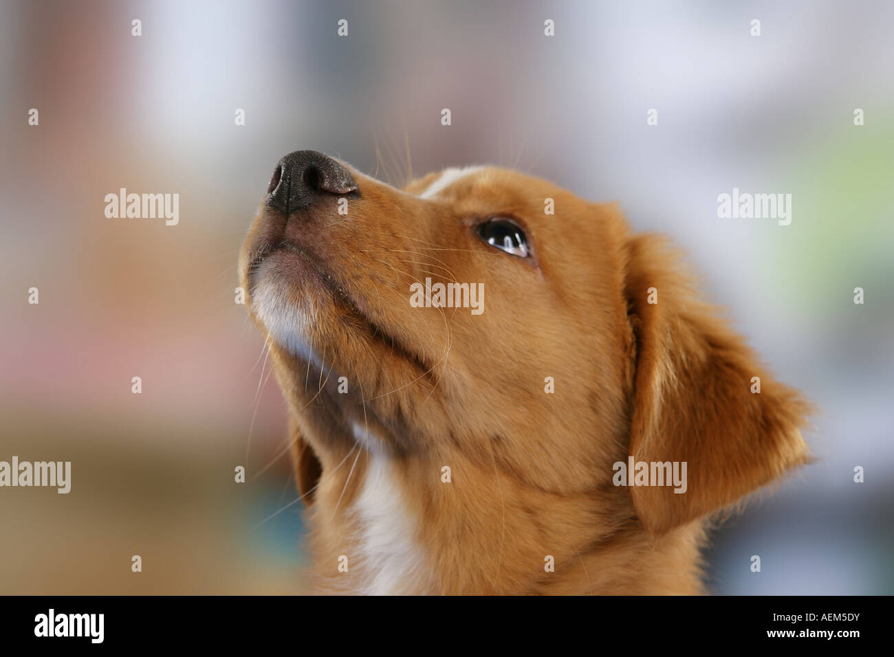 Nova Scotia Duck Tolling Retriever cucciolo Foto Stock