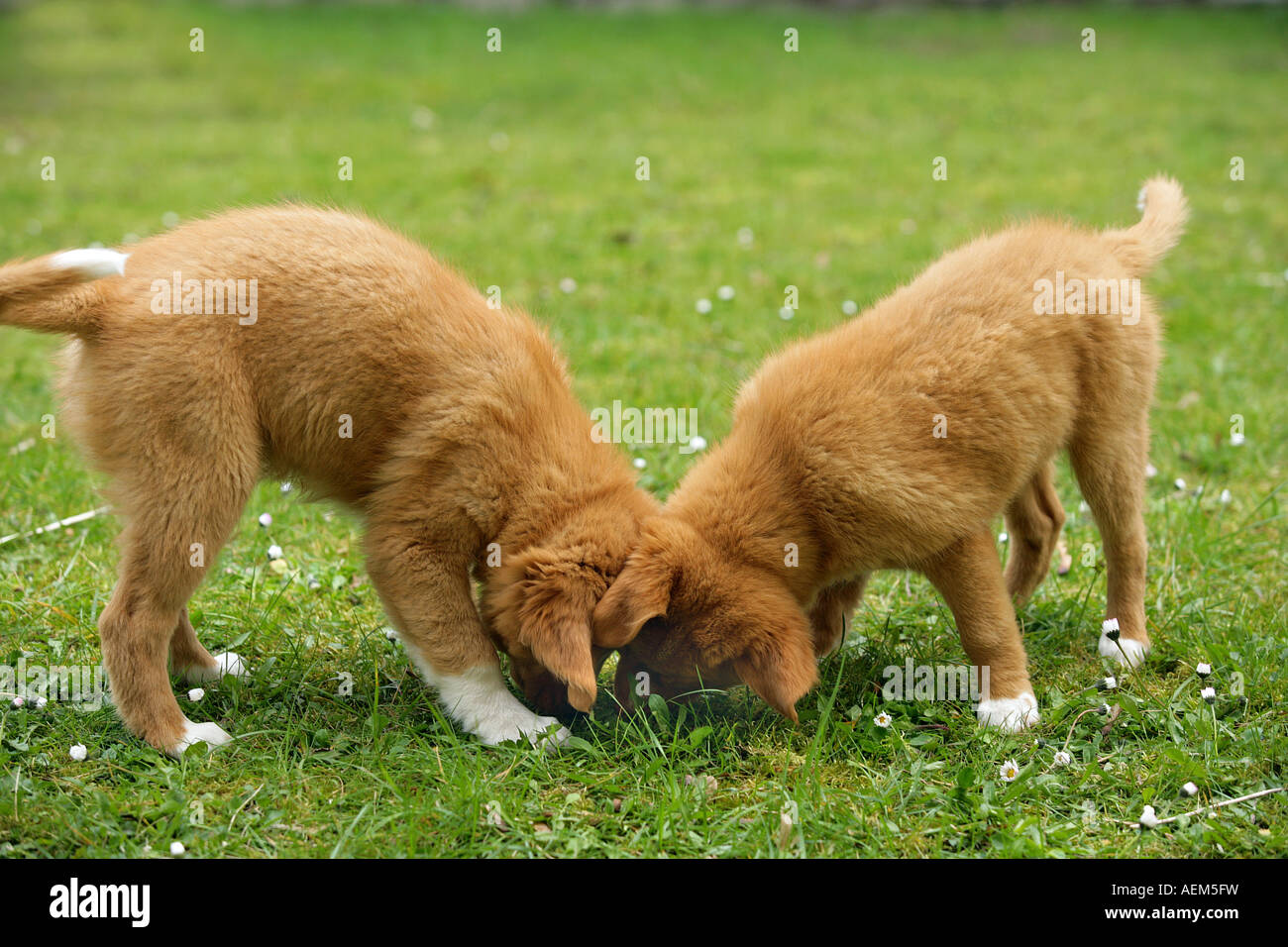 Due giovani di Nova Scotia Duck Tolling Retriever Foto Stock